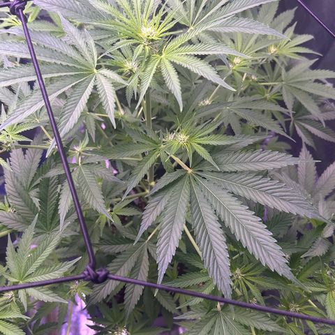 Goat‘ lato growlog timeline photo