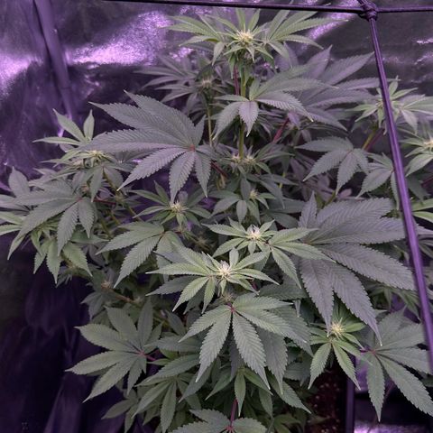 Special queen 1 growlog timeline photo