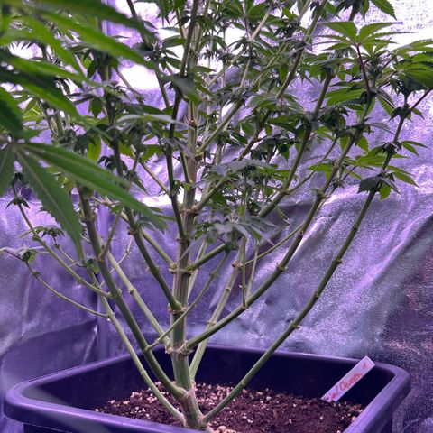 Special queen 1 growlog timeline photo