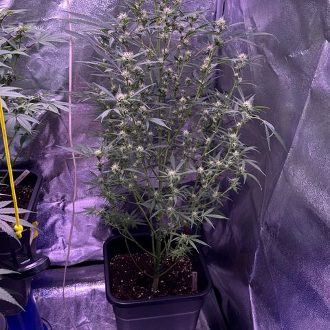 Strawberry banana #1 growlog timeline photo