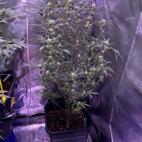 Strawberry banana #1 growlog timeline photo