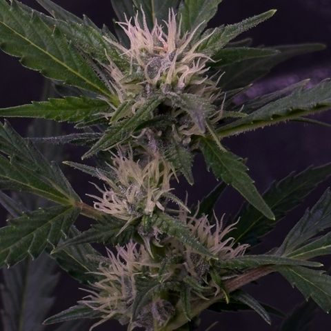 Strawberry banana #1 growlog timeline photo