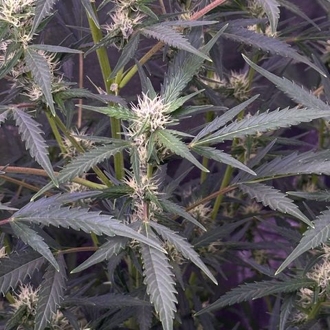 Strawberry banana #1 growlog timeline photo