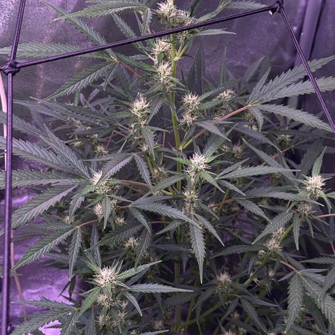 Strawberry banana #1 growlog timeline photo
