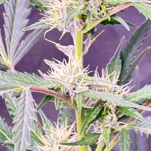 Strawberry banana #1 growlog timeline photo