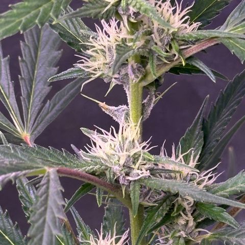 Strawberry banana #1 growlog timeline photo