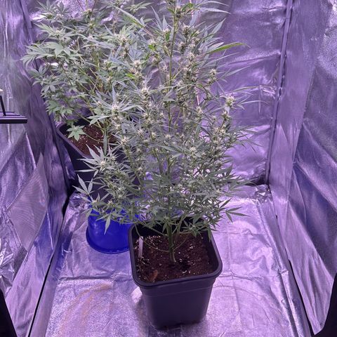 Strawberry banana #1 growlog timeline photo