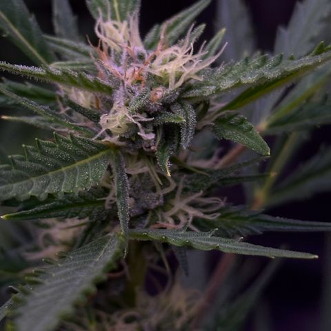 Strawberry banana #1 growlog timeline photo