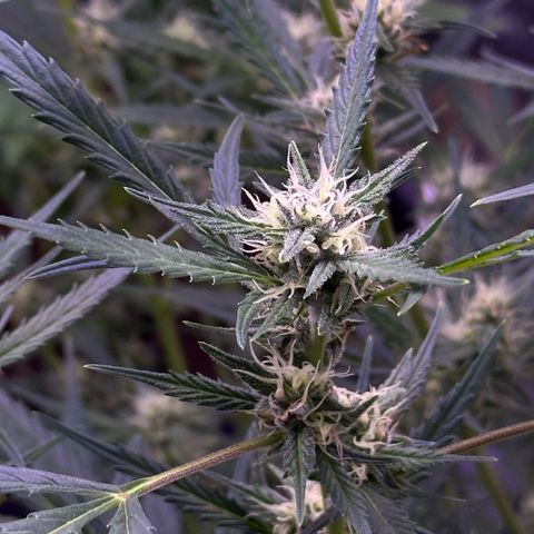 Strawberry banana #1 growlog timeline photo
