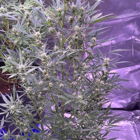 Strawberry banana #1 growlog timeline photo