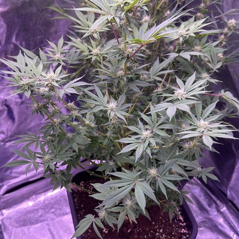 Special queen 1 growlog timeline photo