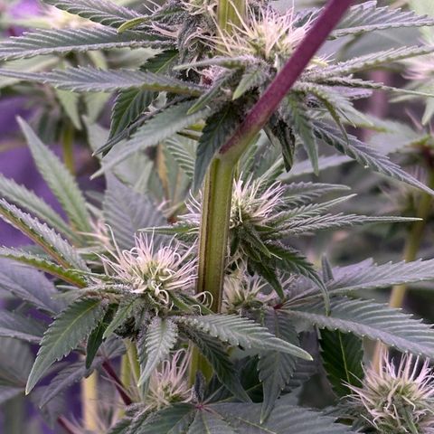 Special queen 1 growlog timeline photo