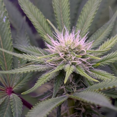 Special queen 1 growlog timeline photo
