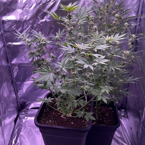 Special queen 1 growlog timeline photo