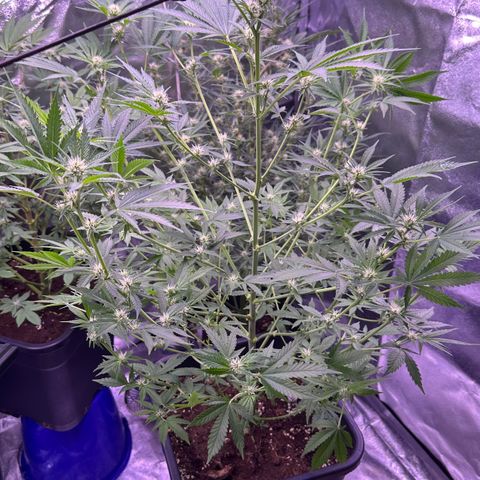 Goat‘ lato growlog timeline photo