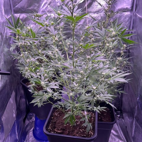 Goat‘ lato growlog timeline photo
