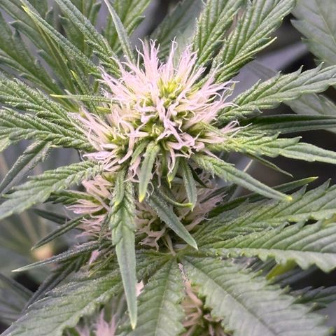 Goat‘ lato growlog timeline photo