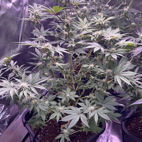 Special queen 1 growlog timeline photo