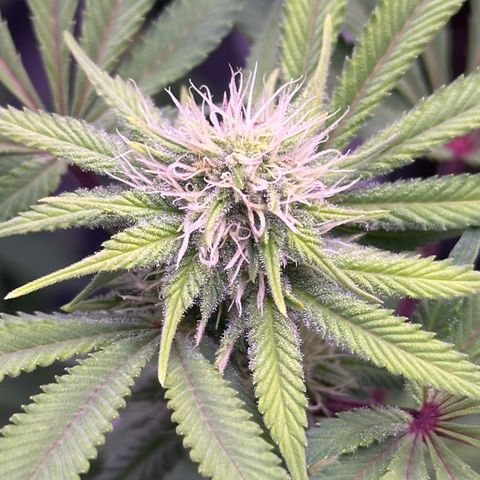 Special queen 1 growlog timeline photo
