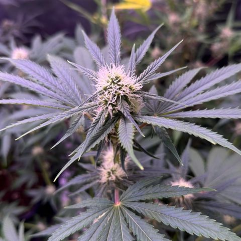 Goat‘ lato growlog timeline photo