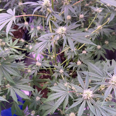 Goat‘ lato growlog timeline photo