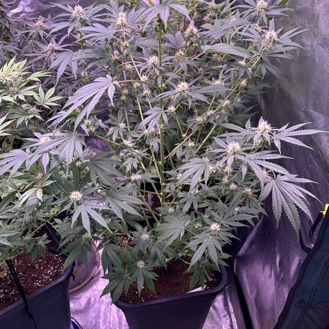 Goat‘ lato growlog timeline photo
