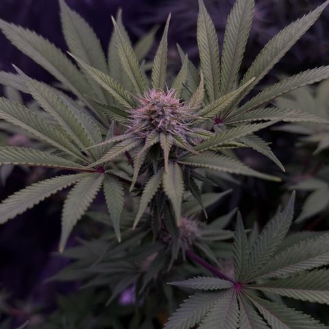 Special queen 1 growlog timeline photo