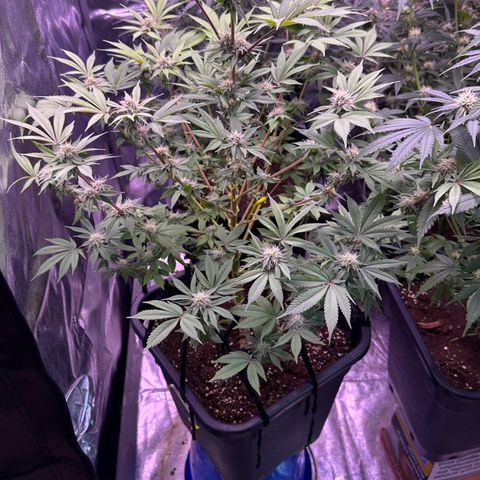 Special queen 1 growlog timeline photo