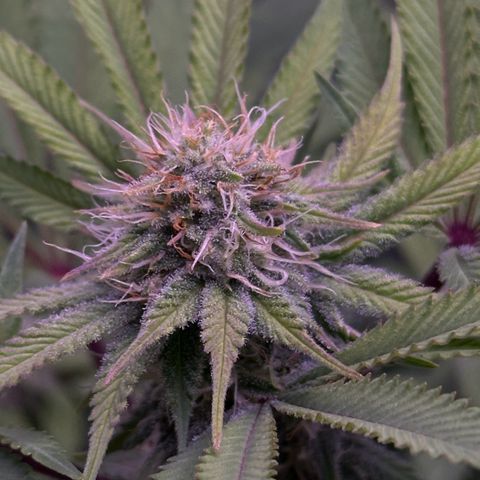 Special queen 1 growlog timeline photo