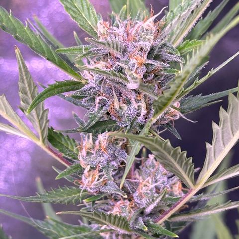 Strawberry banana #1 growlog timeline photo