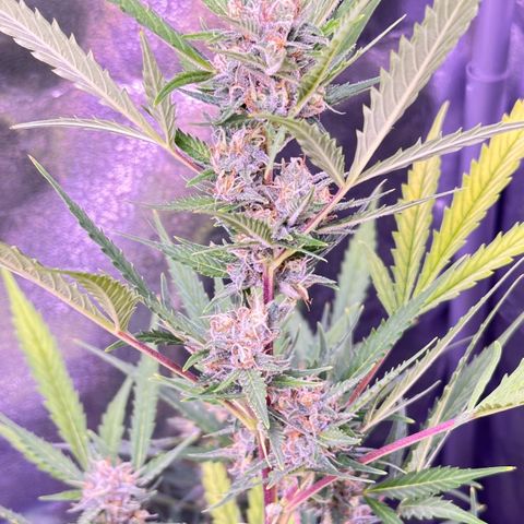 Strawberry banana #1 growlog timeline photo