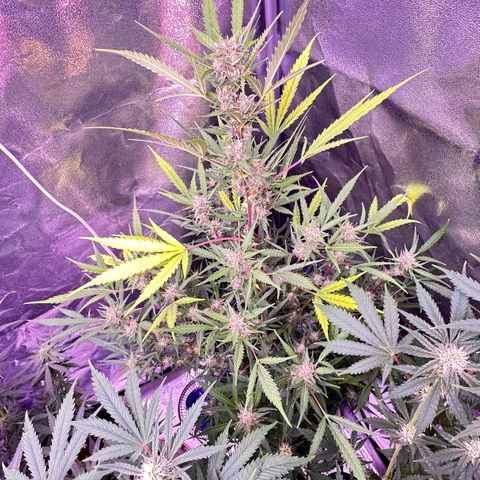 Strawberry banana #1 growlog timeline photo