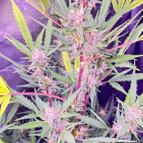 Strawberry banana #1 growlog timeline photo