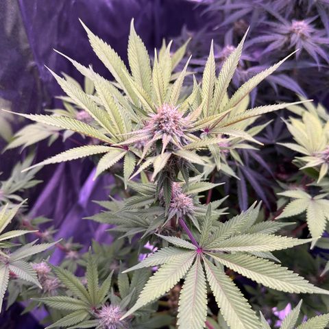 Special queen 1 growlog timeline photo