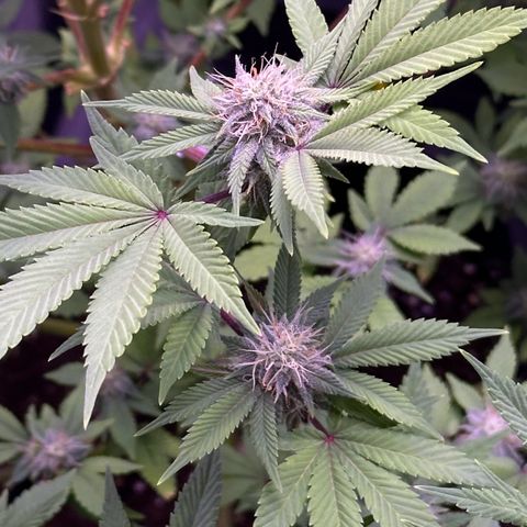 Special queen 1 growlog timeline photo