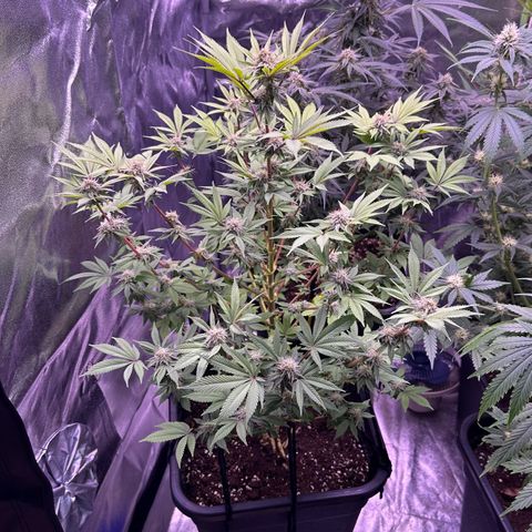Special queen 1 growlog timeline photo