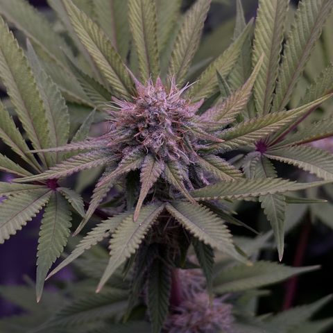 Special queen 1 growlog timeline photo