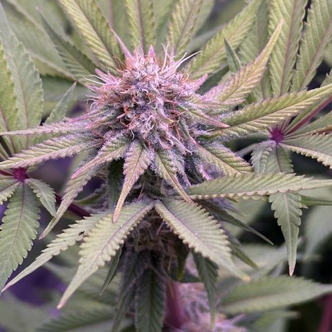 Special queen 1 growlog timeline photo