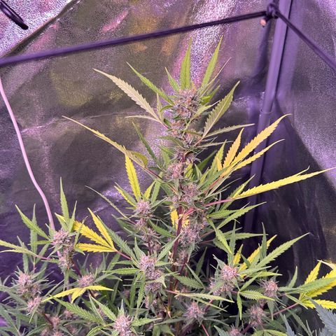 Strawberry banana #1 growlog timeline photo