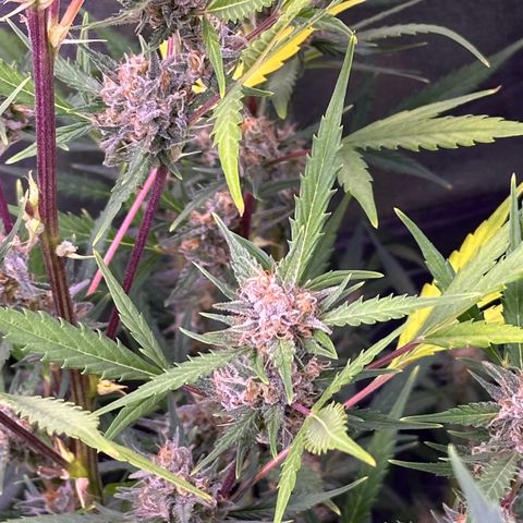 Strawberry banana #1 growlog timeline photo