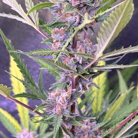 Strawberry banana #1 growlog timeline photo