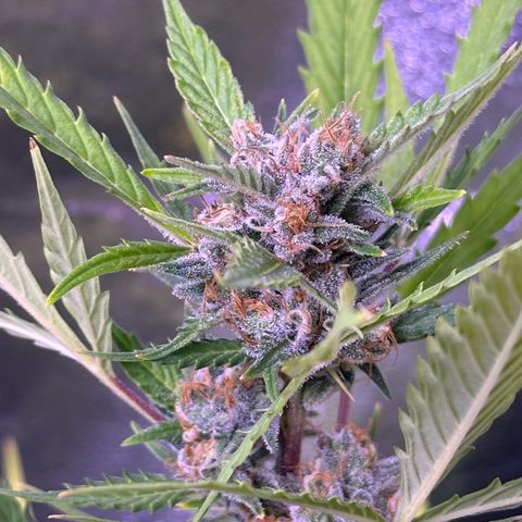 Strawberry banana #1 growlog timeline photo