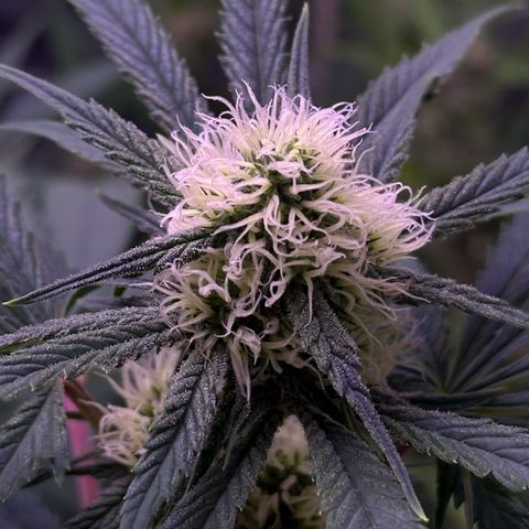 Goat‘ lato growlog timeline photo