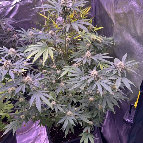Goat‘ lato growlog timeline photo