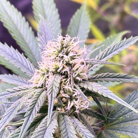 Goat‘ lato growlog timeline photo