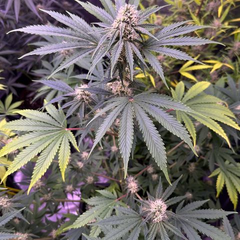 Goat‘ lato growlog timeline photo