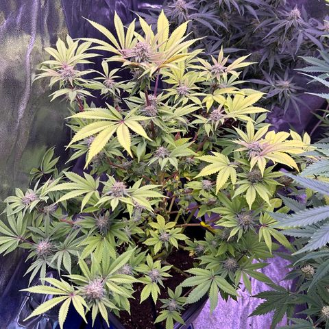 Special queen 1 growlog timeline photo