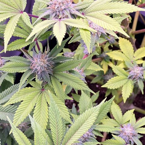 Special queen 1 growlog timeline photo