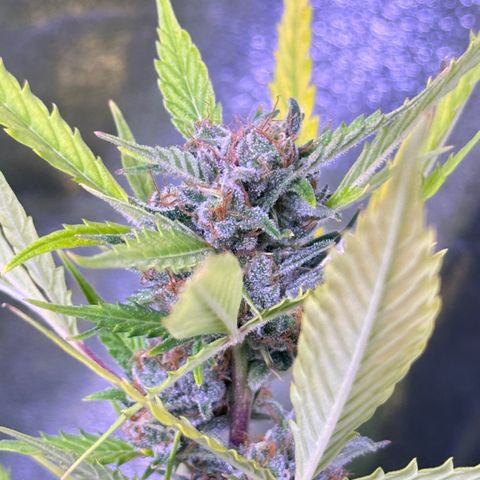 Strawberry banana #1 growlog timeline photo