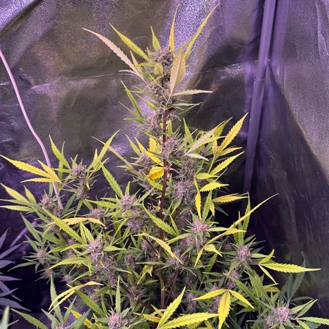Strawberry banana #1 growlog timeline photo